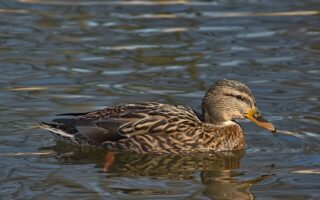 Krydsord for begyndere: En guide til at komme godt i gang
