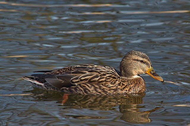 Krydsord for begyndere: En guide til at komme godt i gang