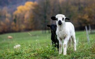 Spåner til husdyr: Derfor vælger danskere burnit.dk