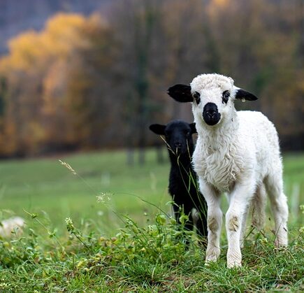 Spåner til husdyr: Derfor vælger danskere burnit.dk