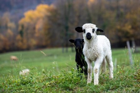 Spåner til husdyr: Derfor vælger danskere burnit.dk