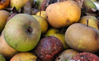 Madspild: Smarte tricks til at bruge resterne